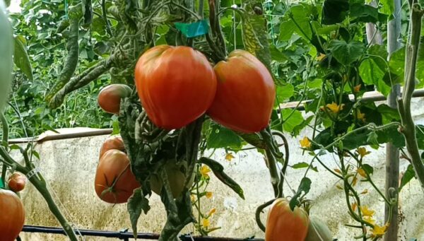 Bu serada yetişen domatesler şaşırtıyor