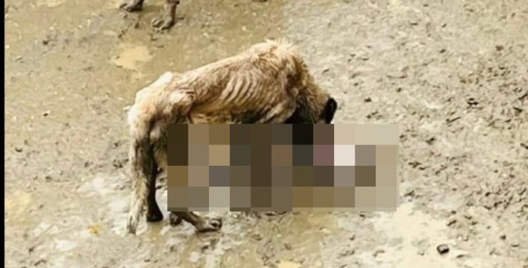 Barınaktaki Köpek Ölümlerinin Faturası Pazaryeri’ne mi Kesiliyor?