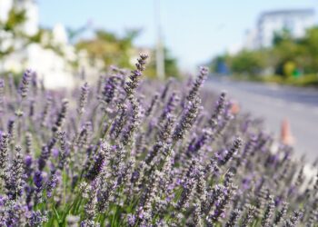 60 ÜLKEDEN 381 PROJE ARASINDA BİLECİK VE İSTANBUL YER ALDI