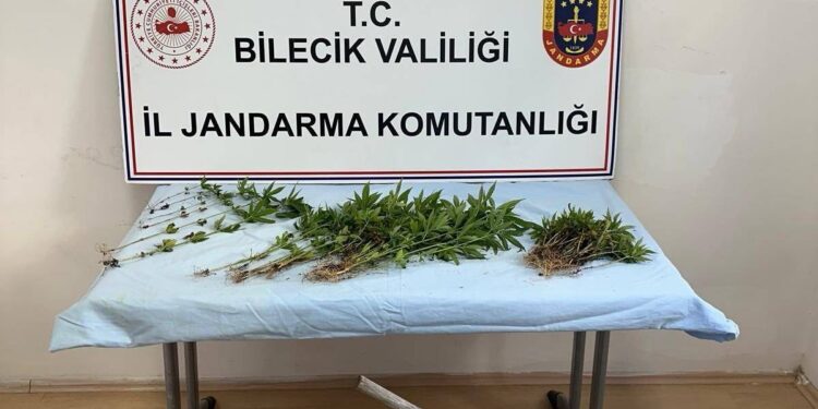 ORMANLIK ARAZİDE KENEVİR EKİMİ YAPAN ŞAHIS EKTİKLERİ SULARKEN YAKALANDI