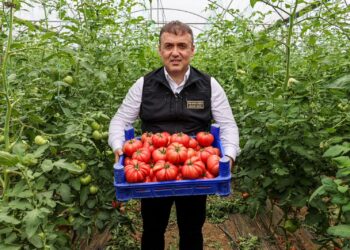 ÖRTÜ ALTI DOMATES HASADI BAŞLADI